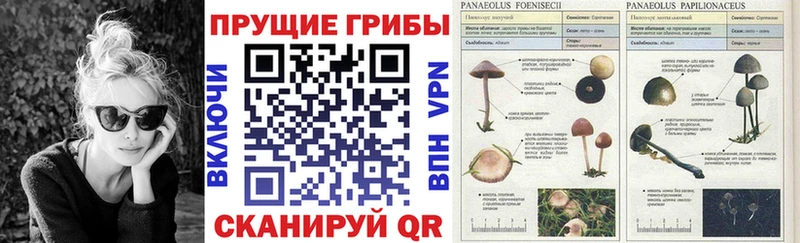 мориарти формула  Чита  Псилоцибиновые грибы Magic Shrooms 